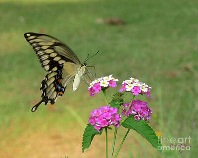 Stocktrek Images - Giant Swallowtail Butterfly II by Donna Brown