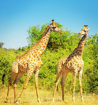 Mammals Photos - Giraffe in Africa by THP Creative