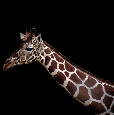 Mammals Photos - Giraffe by Martin Newman