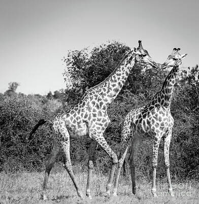 Mammals Photos - Giraffes in Africa Black And White by THP Creative