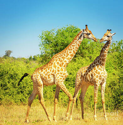 Mammals Photos - Giraffes in Africa by THP Creative