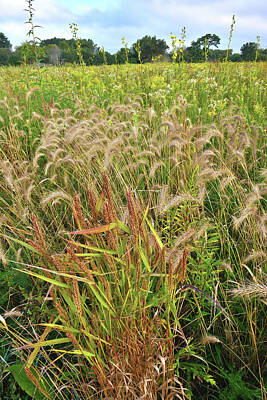 Coffee - Glacial Park Foxtail Grasses by Ray Mathis