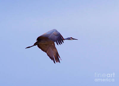 Winter Animals Royalty Free Images - Gliding through the air Royalty-Free Image by Jeff Swan