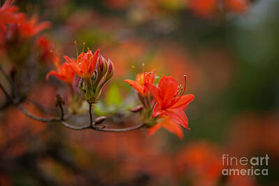 Floral Photos - Glorious Azaleas Blooms by Mike Reid