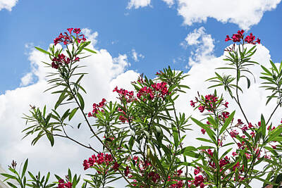 Ps I Love You - Glorious Fragrant Oleanders Reaching for the Sky by Georgia Mizuleva