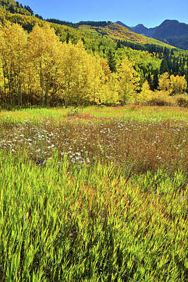 Boho Christmas - Glowing Grasses and Aspens by Ray Mathis