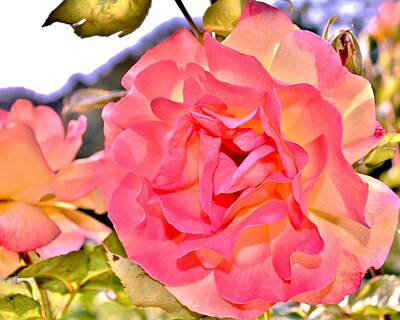 Mellow Yellow Rights Managed Images - Glowing Pink Rose Petals Royalty-Free Image by Kim Bemis