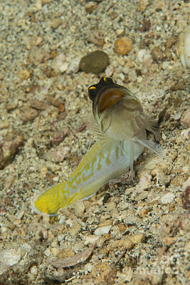 Classic Golf Royalty Free Images - Gold-specs Jawfish With Mouth Open Royalty-Free Image by Mathieu Meur