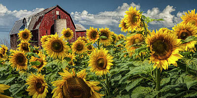 Sunflowers Rights Managed Images - Golden Blooming Sunflowers with Red Barn in Panorama Royalty-Free Image by Randall Nyhof