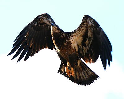 Vintage Tees - Immature Bald Eagle prepping for Landing by Arvin Miner