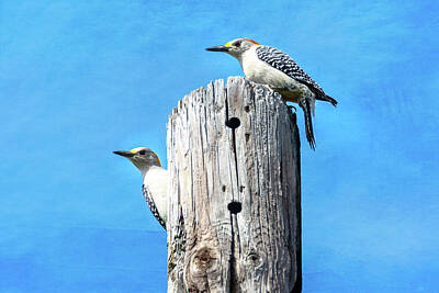 Cowboy - Golden-fronted Woodpecker Pair - Textured Background by Debra Martz
