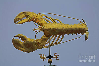Wildlife Photography Black And White - Golden Lobster by Jim Beckwith