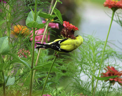 Whimsically Poetic Photographs Rights Managed Images - Goldfinch 23 Royalty-Free Image by Lizi Beard-Ward