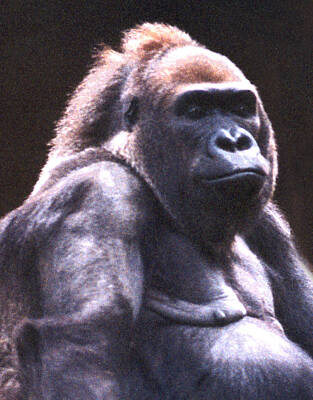 Animals Photo Royalty Free Images - Gorilla Royalty-Free Image by Steve Karol