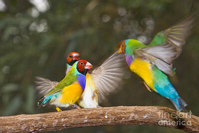 Typography Tees Royalty Free Images - Gouldian Finches Fighting Royalty-Free Image by Robert Gaines