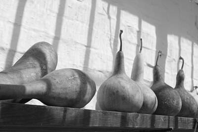 Easter Bunny - Gourds on a Shelf by Lauri Novak
