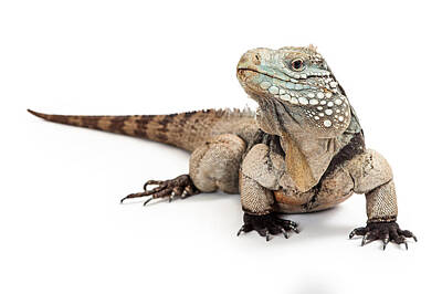 Reptiles Photo Royalty Free Images - Grand Cayman Blue Iguana Looking to Side Royalty-Free Image by Good Focused