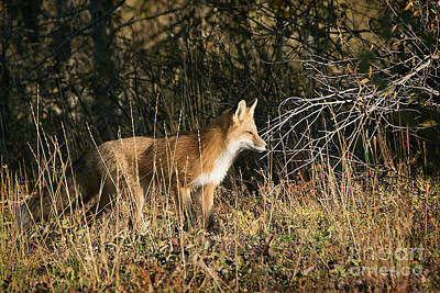 Feathers - Grand Teton National Park Fox by Priscilla Burgers