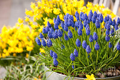 Airport Maps Royalty Free Images - Grape hyacinth and daffodil flowering Royalty-Free Image by Arletta Cwalina