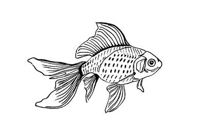 Animals Drawings - Graphic Fish by Masha Batkova