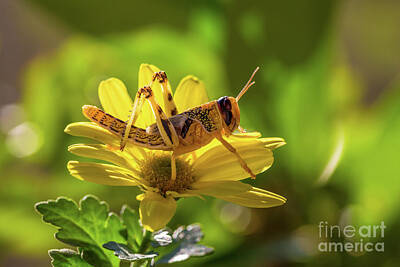 Garden Tools - Grasshopper on yellow flower by Benny Marty