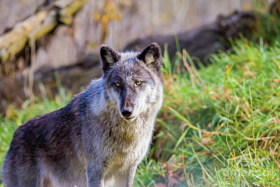 Nikki Vig Royalty-Free and Rights-Managed Images - Gray Wolf by Nikki Vig