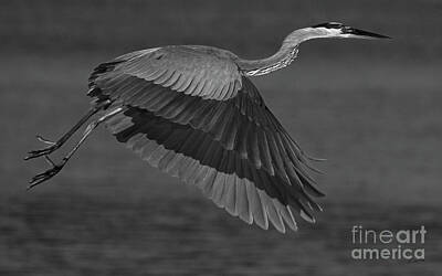 Fireworks - Great Blue Heron-BW-Signed by J L Woody Wooden