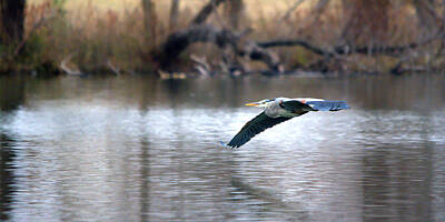 Wine Down - Great Blue Heron In Flight Over The Lake by Roy Williams