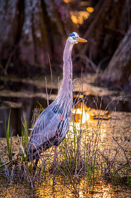 College Town - Great Blue Heron in Golden Sunset by Bonnie Marquette