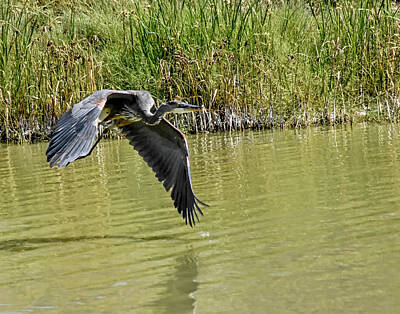 Vintage Signs - Great Blue Heron on the Wing by Allen Sheffield