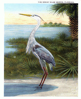 Abstract Rectangle Patterns - Great blue heron vintage postcard by Jennifer Capo