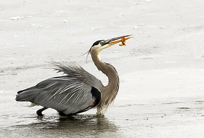 Mans Best Friend Rights Managed Images - Great Blue Heron with Leech Royalty-Free Image by Dennis Hammer
