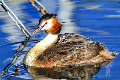 Lebron James Breaks Alltime Scoring Record Royalty Free Images - Great crested grebe with his baby Royalty-Free Image by Marie Sprunger