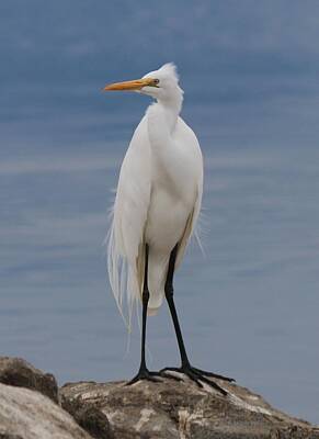 Airplane Paintings Royalty Free Images - Great Egret - 3 Royalty-Free Image by Christy Pooschke