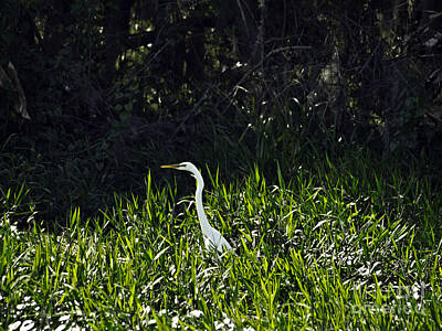 Giuseppe Cristiano Royalty Free Images - Great egret F13 137 Royalty-Free Image by Howard Stapleton