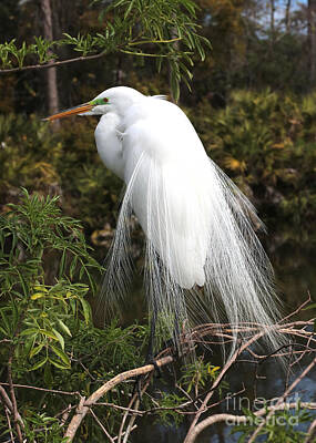 Advertising Archives - Great Egret in Tree by Carol Groenen