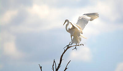 Legendary And Mythic Creatures Rights Managed Images - Great Egret Landing Difficulty Royalty-Free Image by Roy Williams