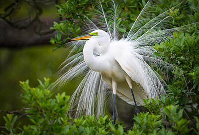 Birds Royalty-Free and Rights-Managed Images - Great Egret Nesting St. Augustine Florida Coastal Bird Nature by Dave Allen