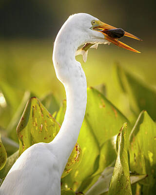 Priska Wettstein Blue Hues - Great Egret With Fish Guarinocito Caldas Colombia by Adam Rainoff