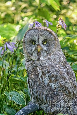 Green Grass - Great Gray owl  in a garden by Patricia Hofmeester