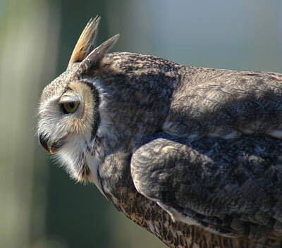 Poolside Paradise Rights Managed Images - Great Horned Owl close-up 2 Royalty-Free Image by Teresa Stallings