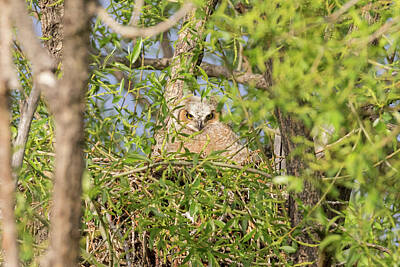 Staff Picks Rosemary Obrien - Great Horned Owl Owlet in the Morning sun by Tony Hake