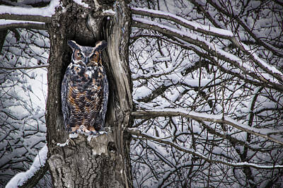 Randall Nyhof Royalty Free Images - Great Horned Owl sitting in a Tree during a Snowstorm Royalty-Free Image by Randall Nyhof