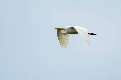 Lucky Shamrocks Rights Managed Images - Great White Egret #4 Royalty-Free Image by Gary E Snyder