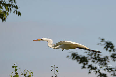 Colorful People Abstract - Great White Egret In Flight by Sheila Lee