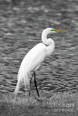 Birds Photos - Great white egret by Paul Quinn