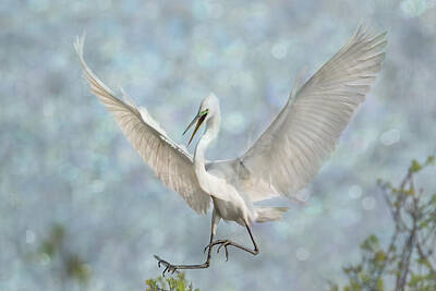 Uncle Sam Posters - Great White Egret - Sky Dancer #3 by Patti Deters