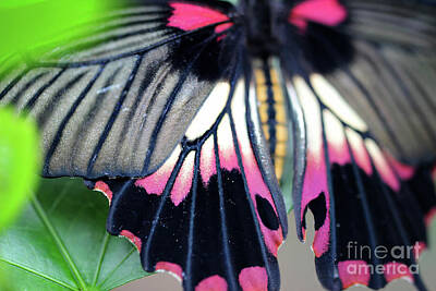 Green Grass Royalty Free Images - Great Yellow Mormon Butterfly Bright  Royalty-Free Image by Karen Adams