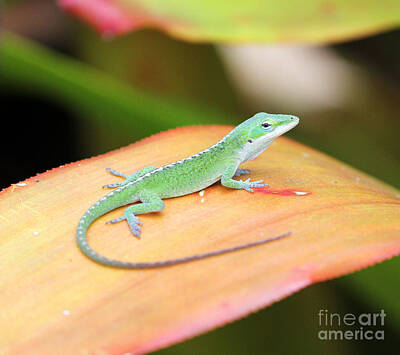 Laundry Room Signs - Green Anole by Jennifer Robin