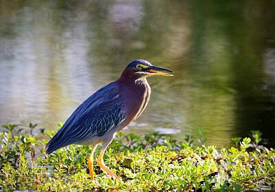 Science Tees - Green Heron  by Gary Oliver